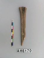 藏品(獸骨)的圖片